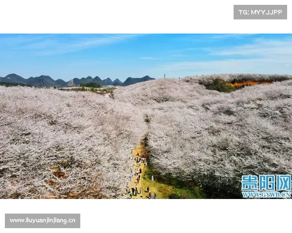携手樱花绽放 踏上奇妙征程 携手樱花绽放 踏上奇妙征程